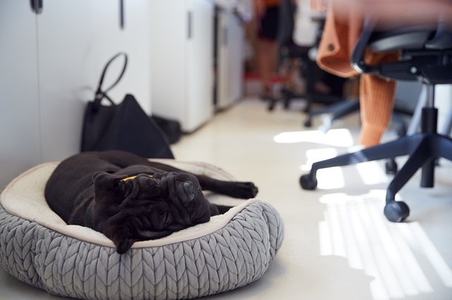 Mit dem Hund ins Büro – für ein besseres Arbeitsklima